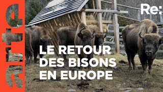 Documentaire Le retour du bison