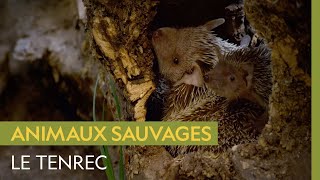 Documentaire Le tenrec, un mammifère qui ressemble à un hérisson mais qui est plus proche de l’éléphant