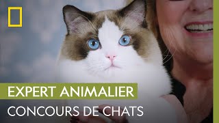 Les concours de chats aux États-Unis
