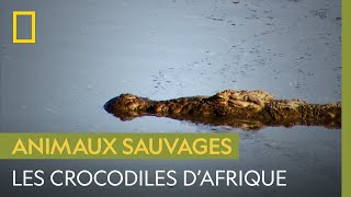 Documentaire Les crocodiles sont les maîtres des rivières d’Afrique