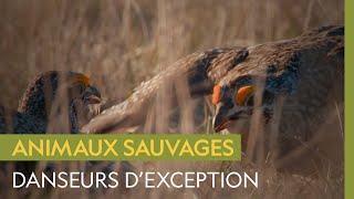 Les curieux battles de danse des tétras à queue fine