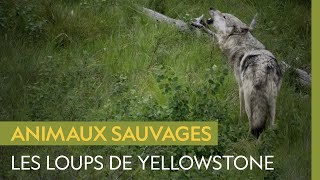Documentaire Les loups gris, succès de réhabilitation à Yellowstone malgré le braconnage