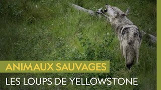 Les loups gris, succès de réhabilitation à Yellowstone malgré le braconnage
