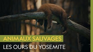 Les ours, gourmands habitants des arbres du Yosemite