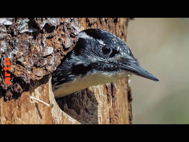 Les parcs naturels... en Minuscule