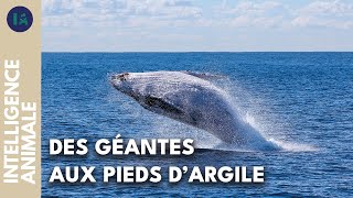 Les petits secrets du plus grand animal de la planète