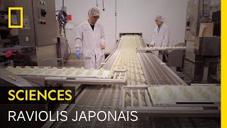 Documentaire Les secrets de fabrication des raviolis japonais industriels