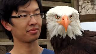 Les souris et les aigles sont plus doués que nous !