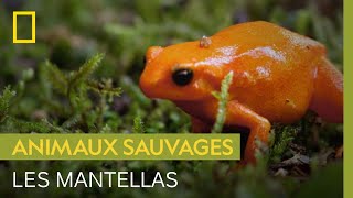 Les techniques variées des mantellas pour échapper aux ombrettes africaines