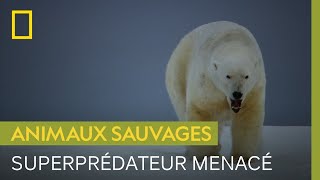 L'ours polaire, superprédateur menacé par le réchauffement climatique