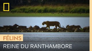 Documentaire Machli, la tigresse qui règne sur le fort de Ranthambore