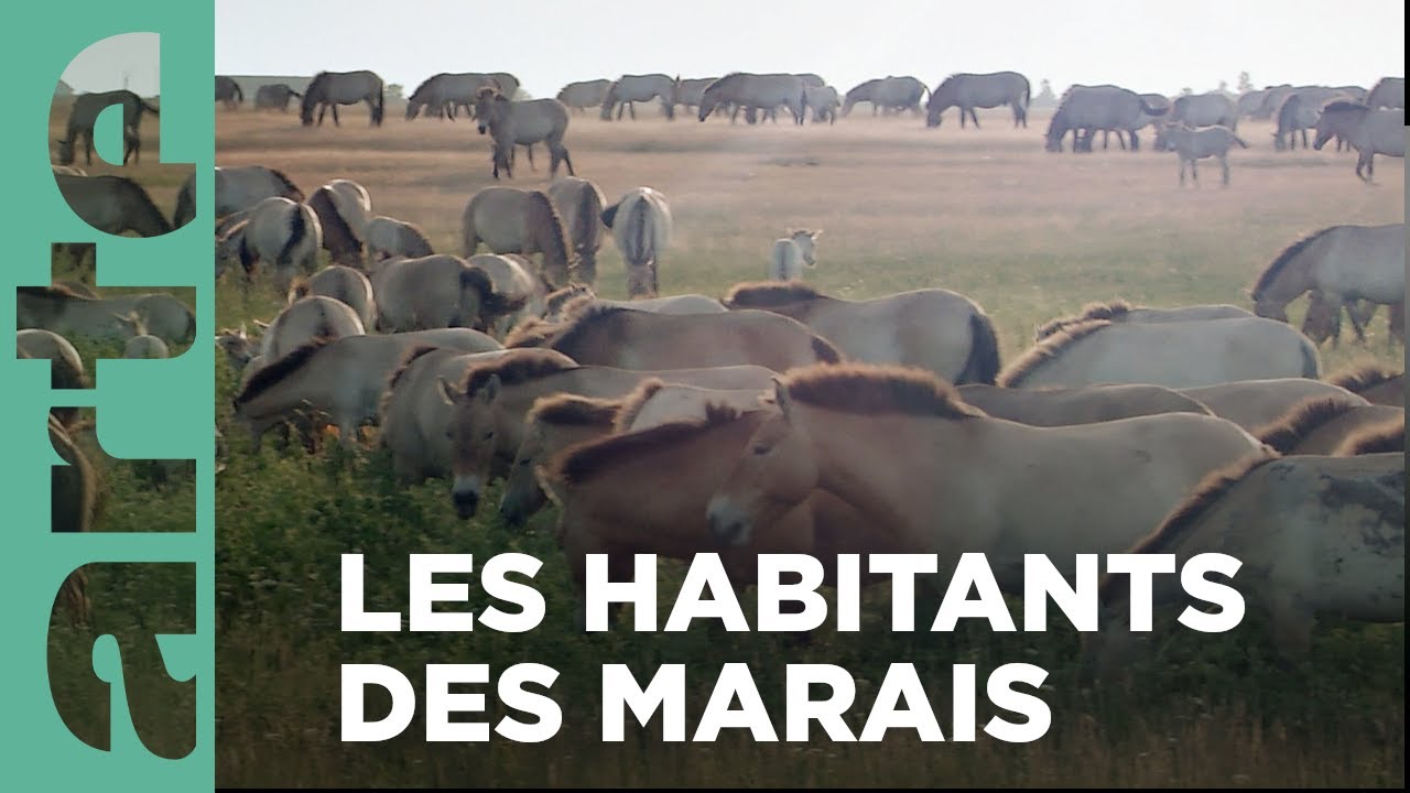 Documentaire Protéger les marais, landes et prairies | Bonnes nouvelles de la planète