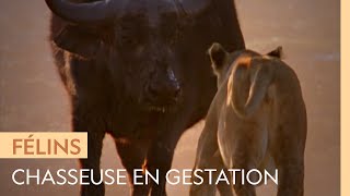 Documentaire Que se passe-t-il quand une lionne enceinte part chasser ?