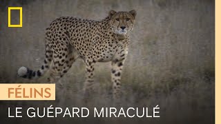 Documentaire Remise en liberté d’un guépard miraculé après un an de soins et d’observation