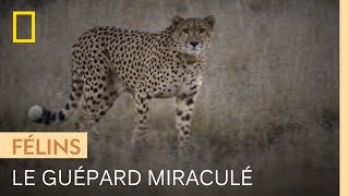 Remise en liberté d'un guépard miraculé après un an de soins et d'observation