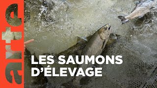 Documentaire Saumon : histoire d’un enfumage