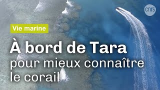 Documentaire Tara : au chevet du corail