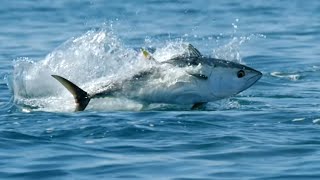 Thons rouges, les chasseurs des mers