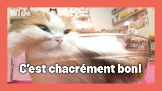 Tokyo : Irrésistible cat cafe
