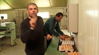 Documentaire Tout savoir sur les oeufs que vous consommez