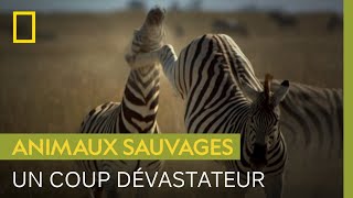 Un jeune zèbre renverse le chef du troupeau