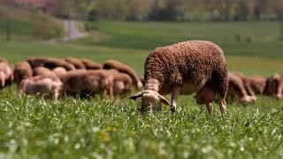 Un lait d'exception pour le roquefort Carles