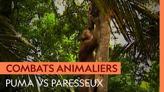 Documentaire Un puma grimpe aux arbres pour chasser un paresseux