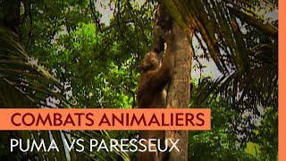 Un puma grimpe aux arbres pour chasser un paresseux