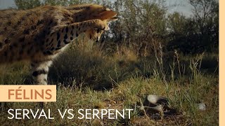 Documentaire Un serval s’attaque à un serpent farouche