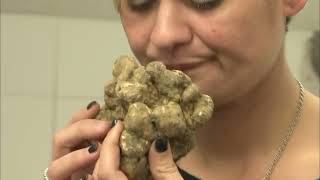 Une énorme truffe blanche extrêmement rare