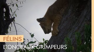 Documentaire Une lionne montre à ses petits comment grimper aux arbres
