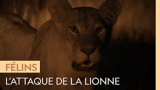 Une lionne prend au piège un phacochère