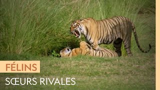 Documentaire Une tigresse jalouse harcèle sa sœur