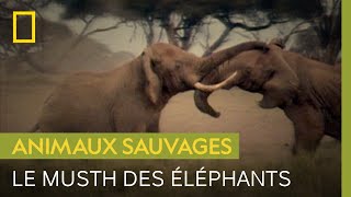 Documentaire Violent combat d’éléphants pour les faveurs d’une femelle