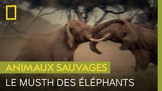 Violent combat d'éléphants pour les faveurs d'une femelle