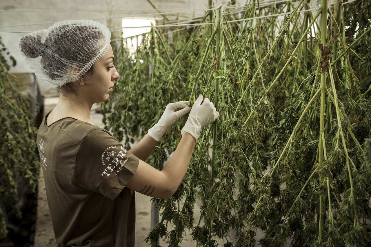 Le point sur le CBD