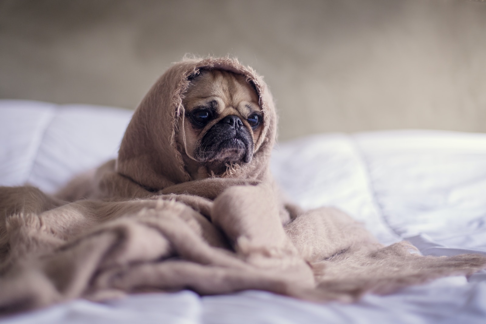 Que faire si un chien attrape un rhume ?
