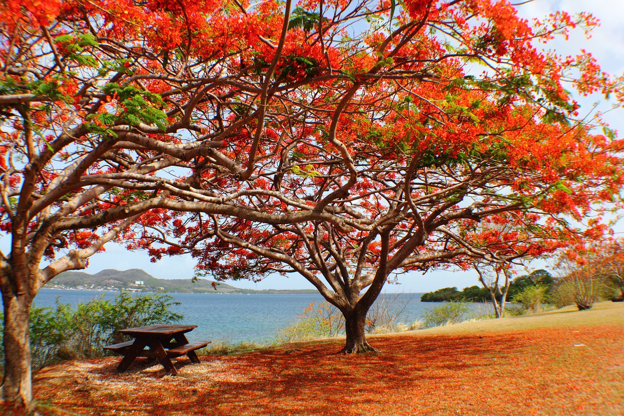 La Martinique, l’île aux fleurs