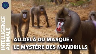 Documentaire À la découverte de la sociologie du mandrill