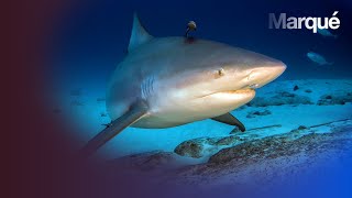 Documentaire A la découverte du Requin Bouledogue
