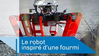 Documentaire AntBot : le robot fourmi
