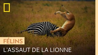Attaque spectaculaire d'une lionne sur un zèbre
