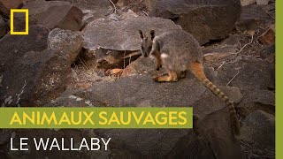 Avoir un bébé dans la poche n'empêche pas ce wallaby de crapahuter dans la montagne