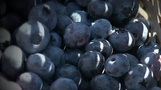 Baies d'açaï : super aliment ou attrape-bobo ?