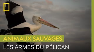 Ce groupe de pélicans sème la terreur parmi les poissons