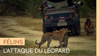 Ce singe a choisi le mauvais jour pour se moquer du léopard