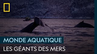 Documentaire Ces géants des mers viennent chercher ce qui leur appartient
