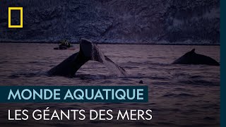 Ces géants des mers viennent chercher ce qui leur appartient