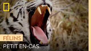 Cette caille ne fait pas le poids face à un tigre affamé