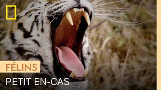 Documentaire Cette caille ne fait pas le poids face à un tigre affamé